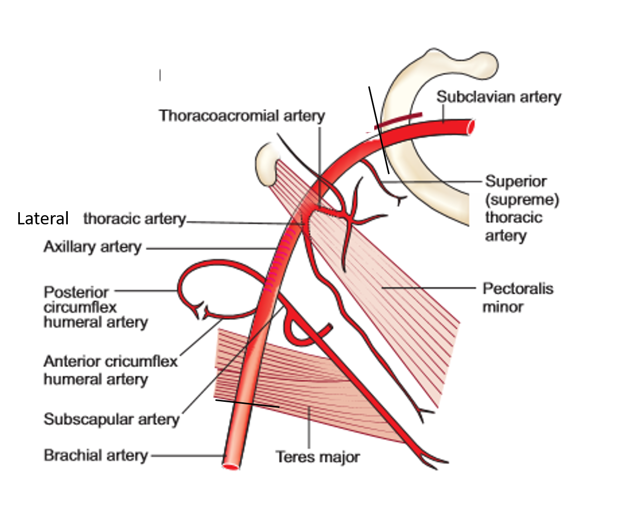 Axilla and Brachial Plexus - Anatomy QA