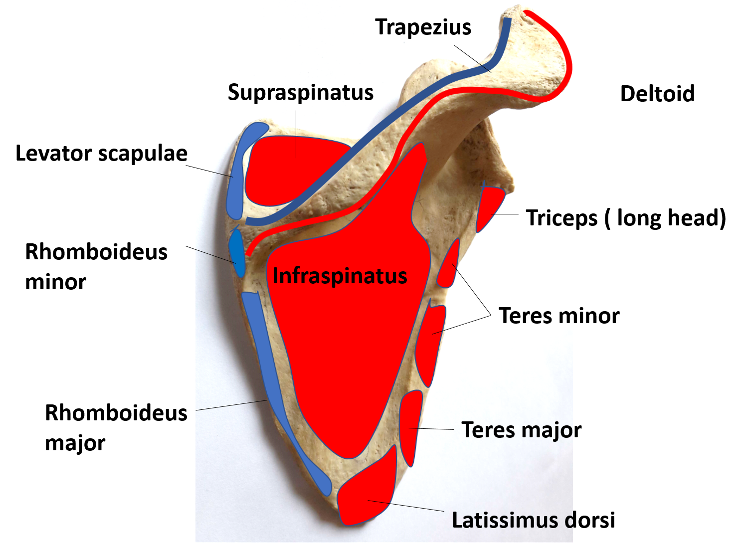 The Fascinating Clavicle and Scapula