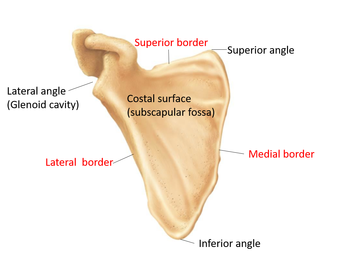 Scapula - Anatomy QA