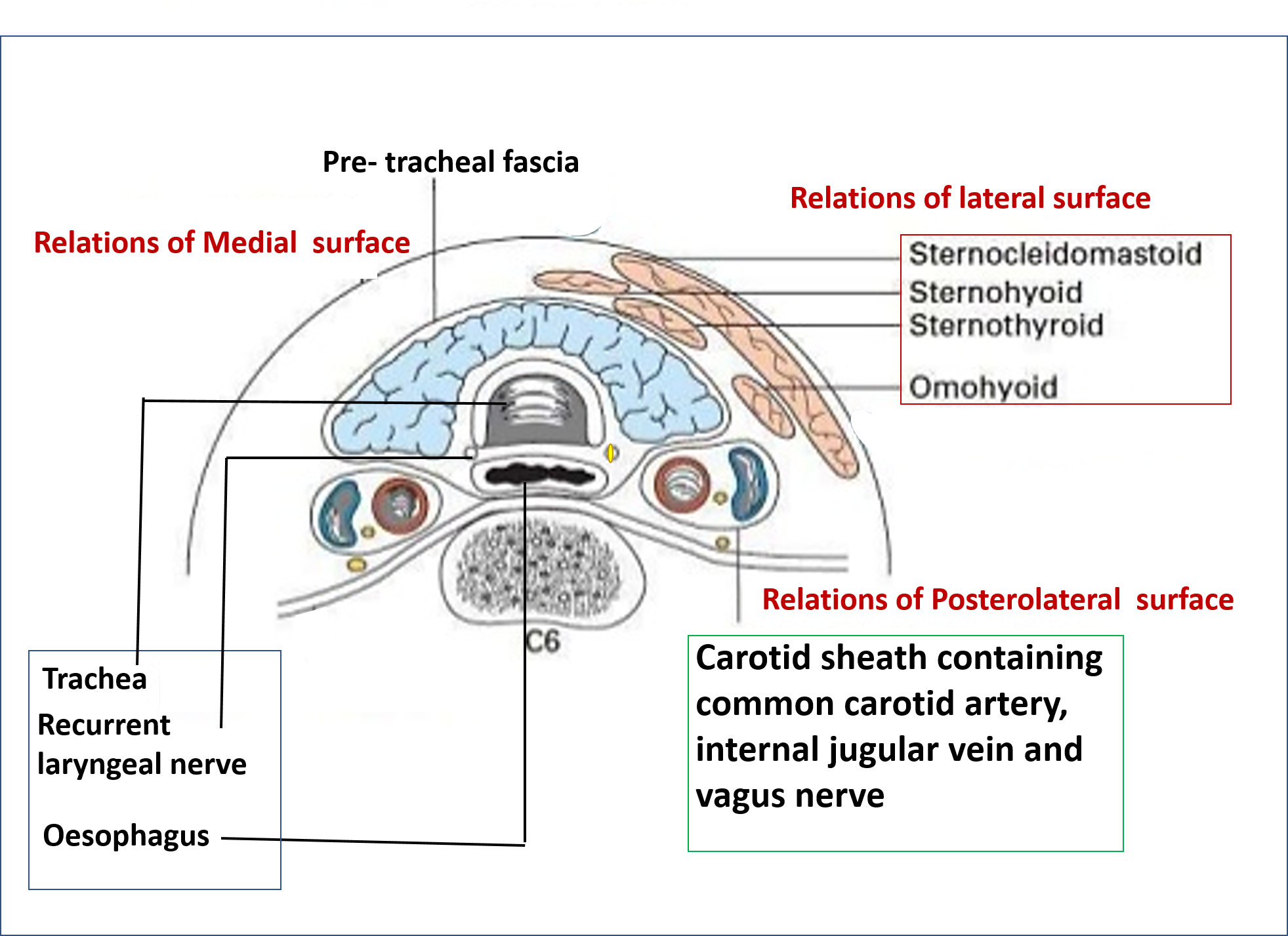 Anatomy Of The Thyroid Gland Biology Diagrams