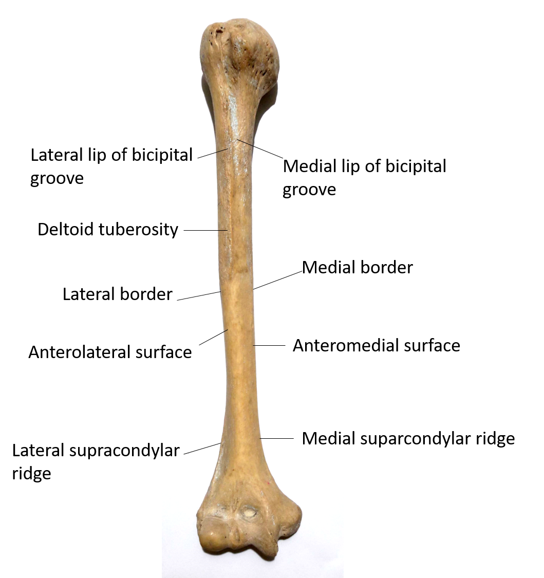 anatomy-of-humerus-bone