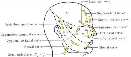 Face - Muscles, Facial artery and Vein, Nerve supply - Anatomy QA