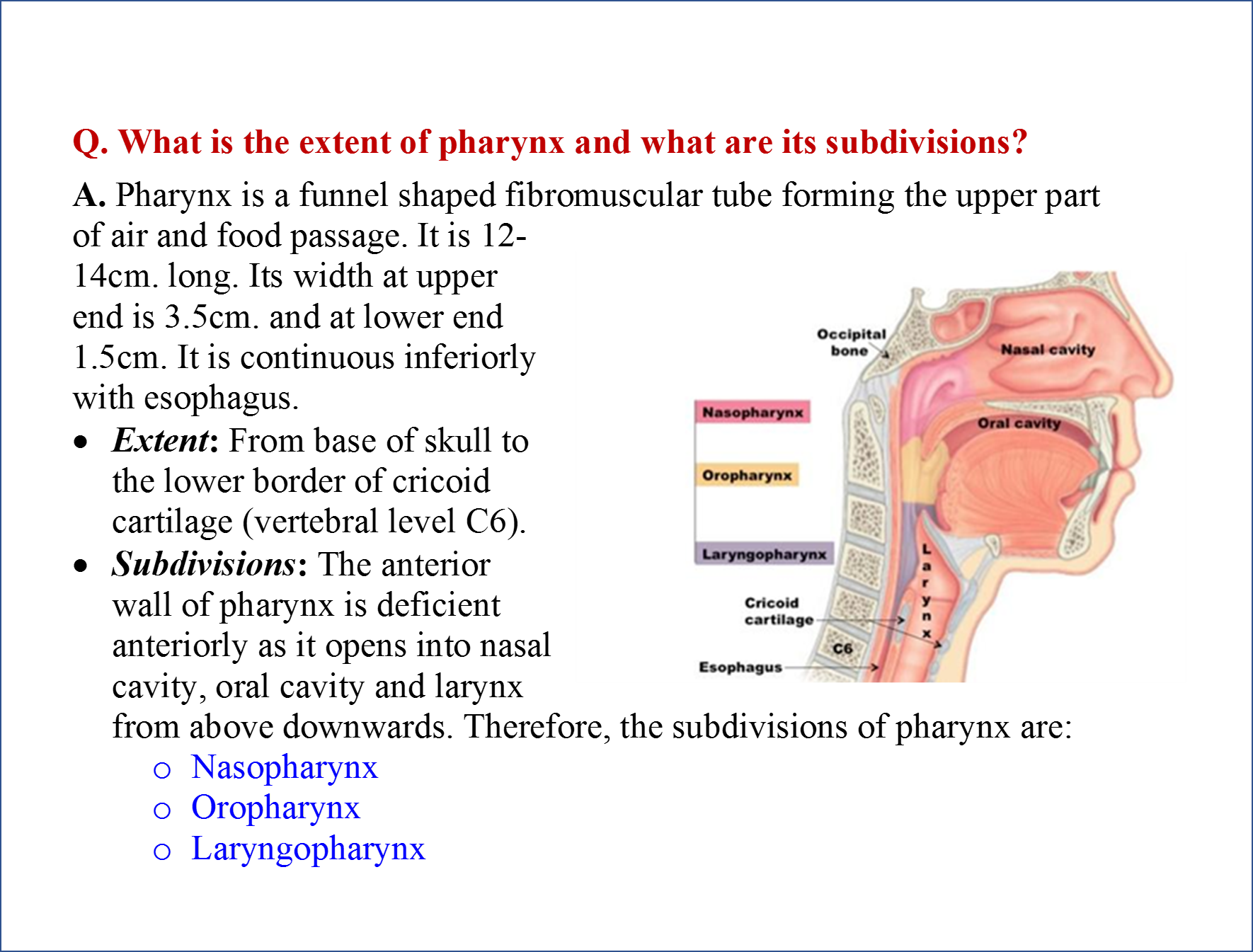 Rahul S Medical Images Medical Images Pharynx Anatomy - vrogue.co