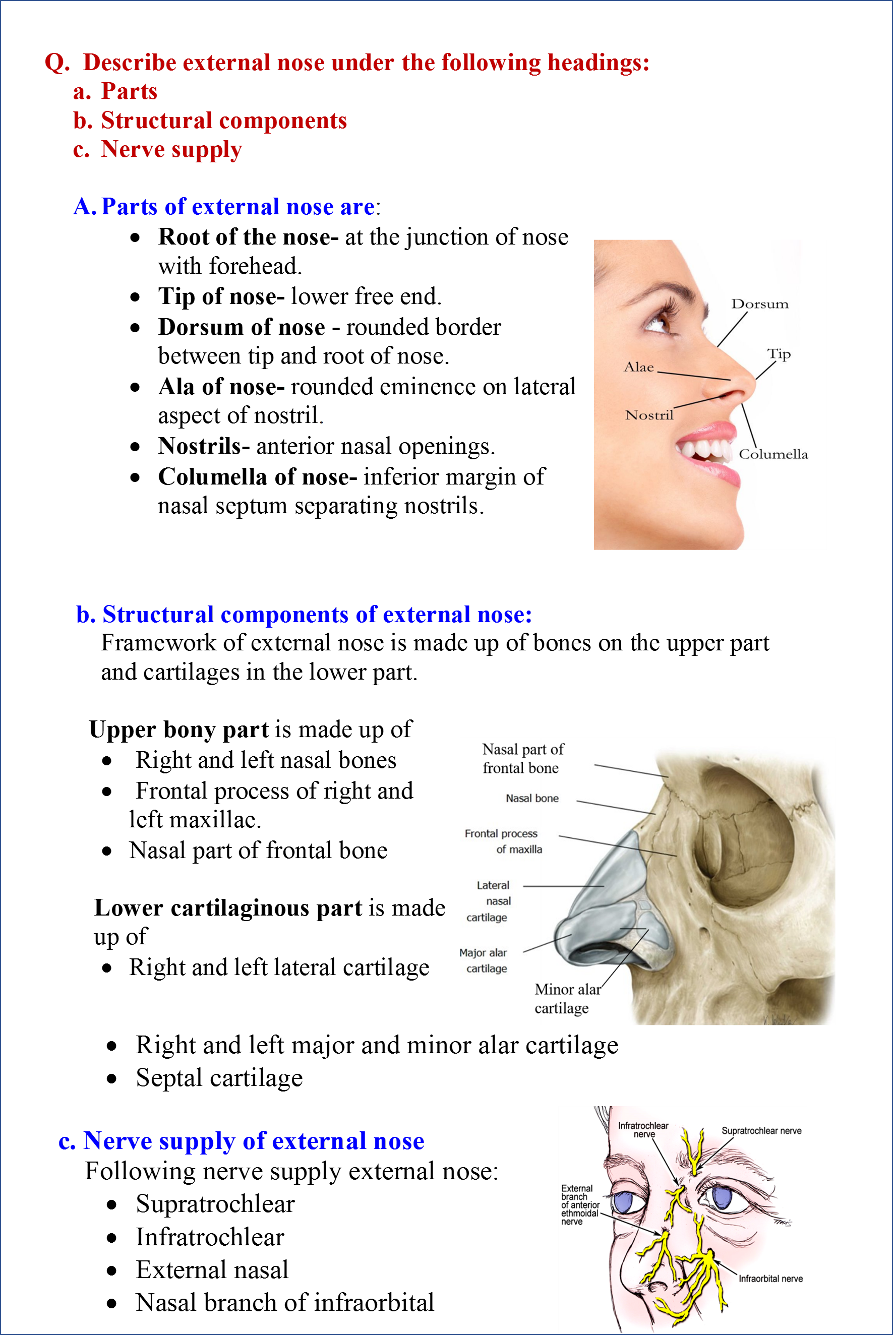 Nasal Surface Anatomy
