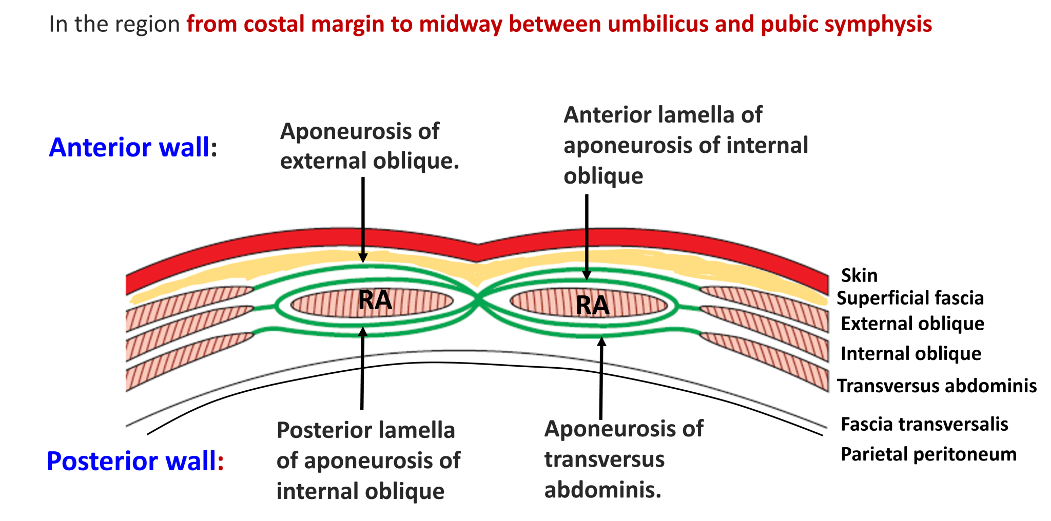 Rectus Sheath – Anatomy QA