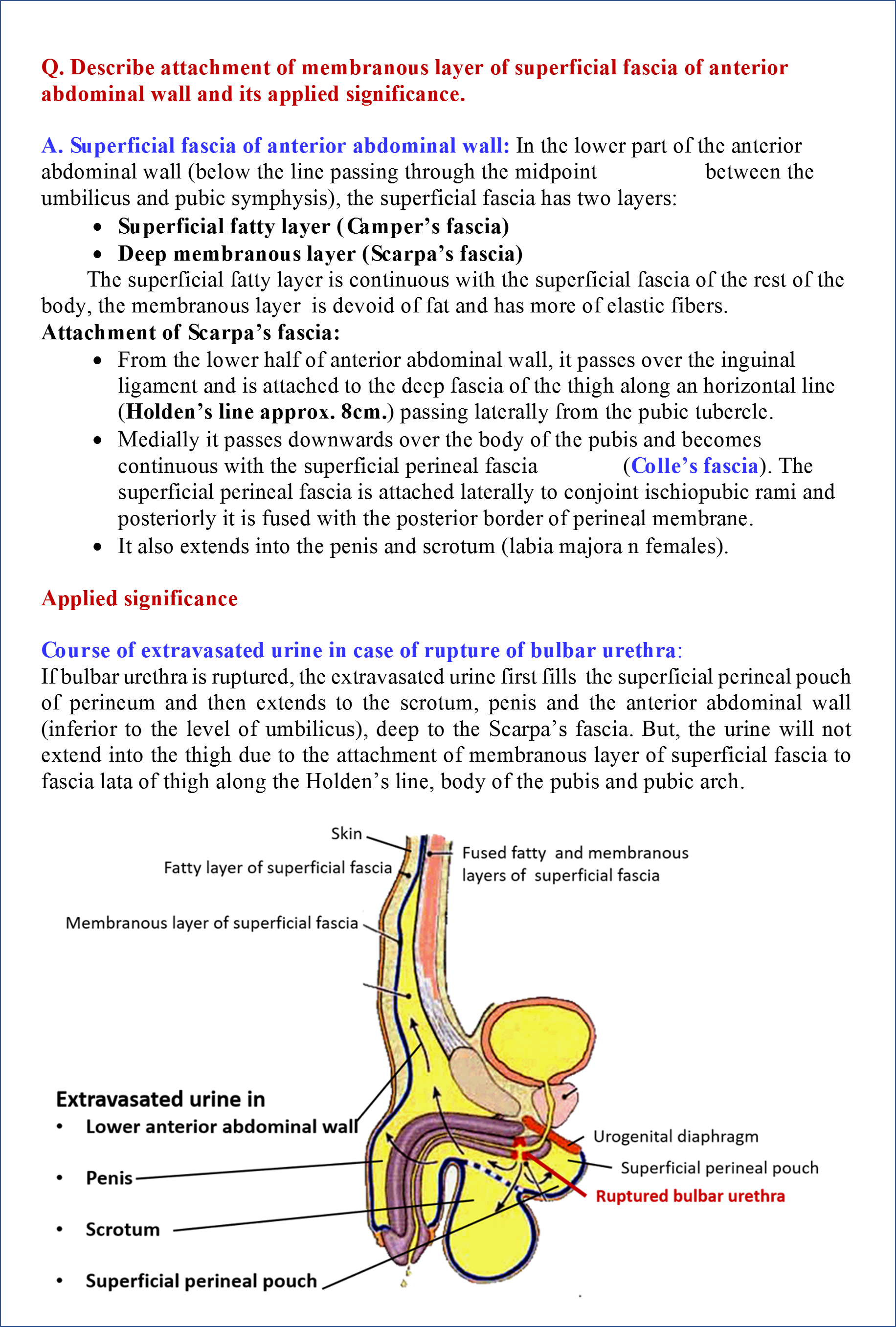 Abdominal Anatomy Abdominal Wall Anatomy Neuraxiom Th - vrogue.co