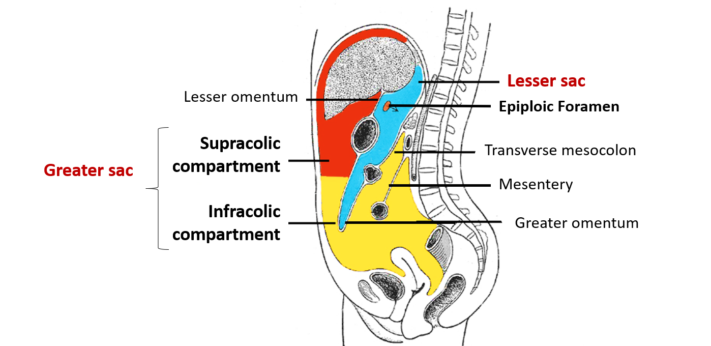 Peritoneum and Peritoneal Cavity – Anatomy QA