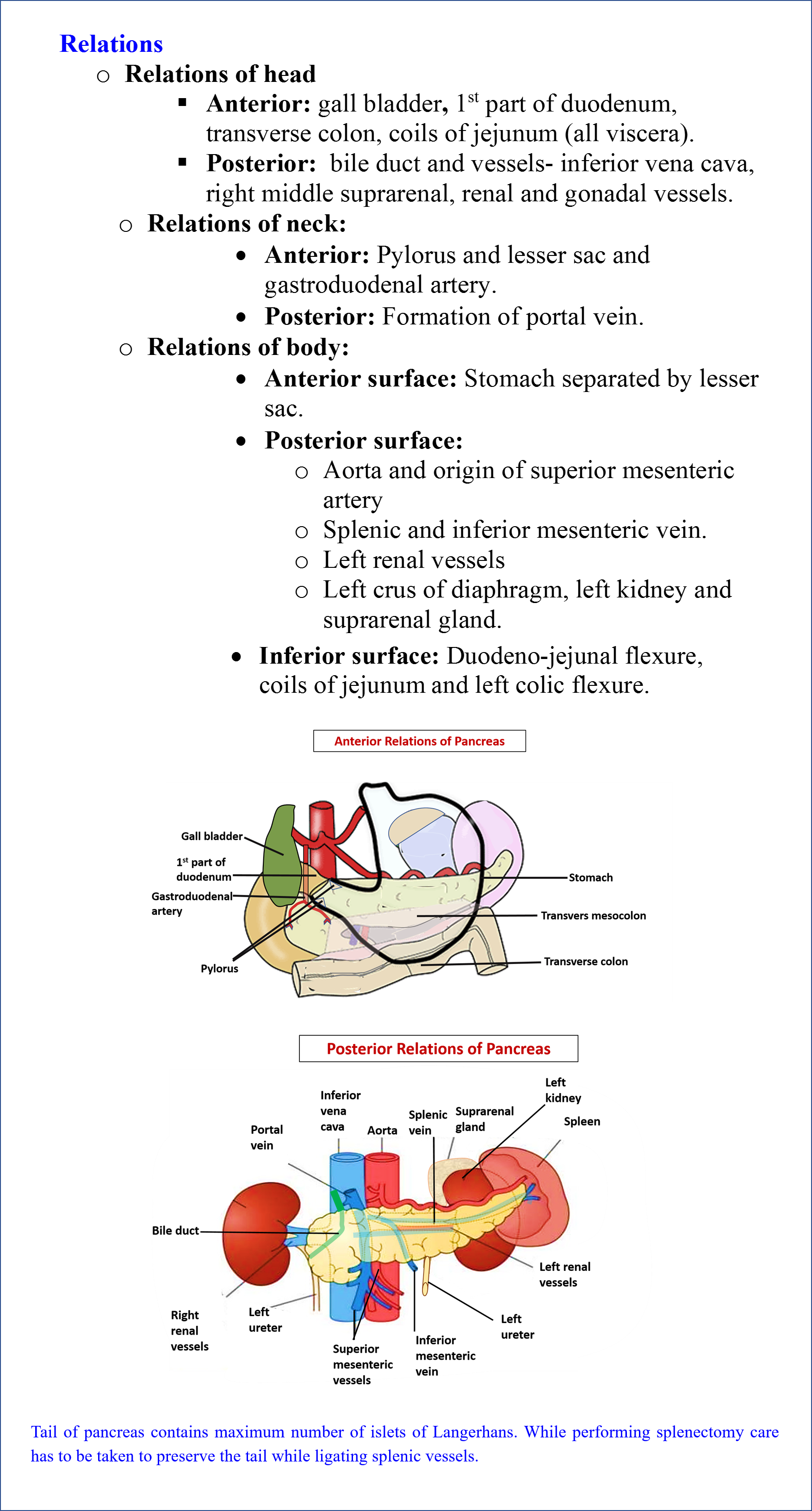 Pancreas - Anatomy QA