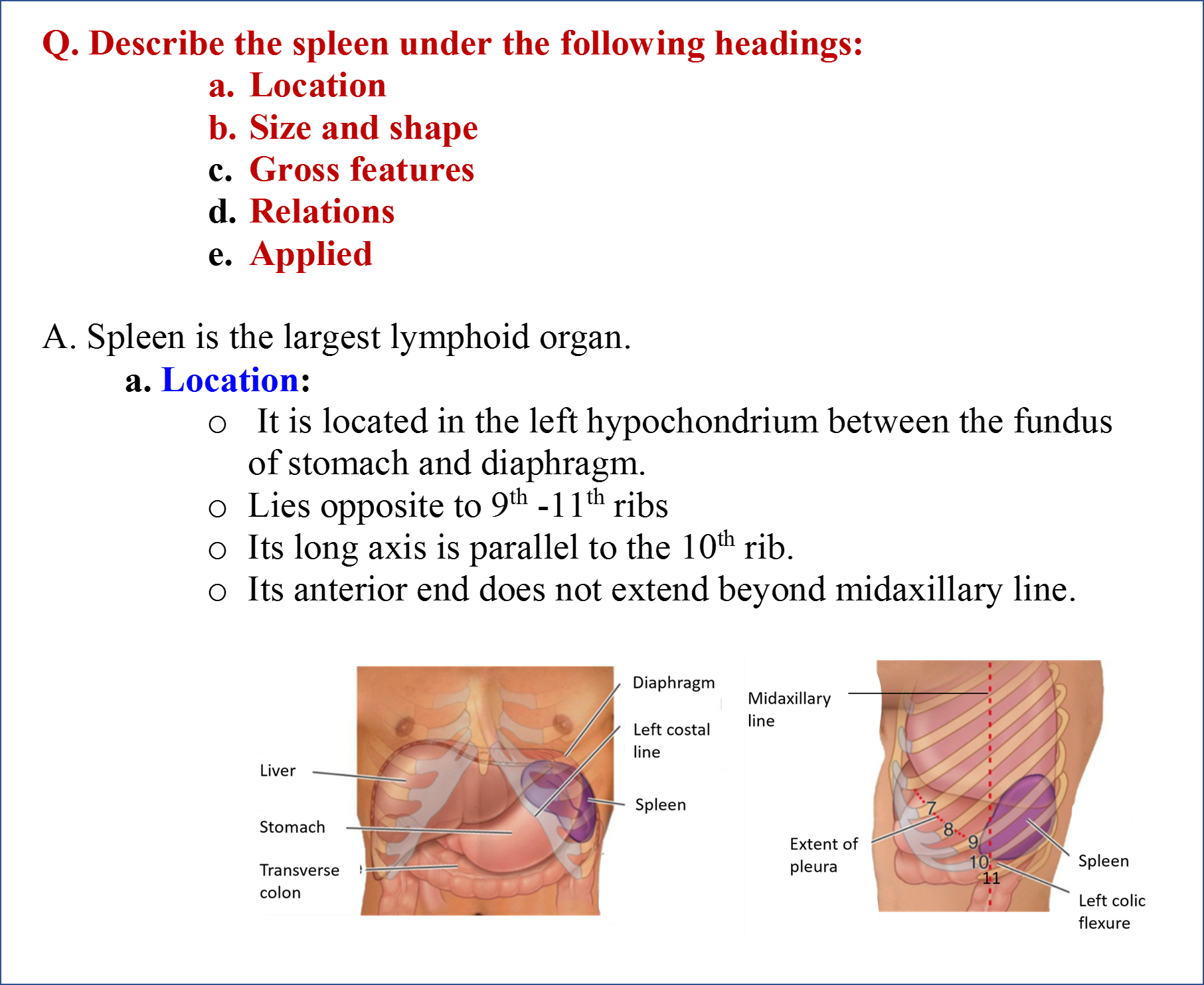 Stomach Spleen Anatomy