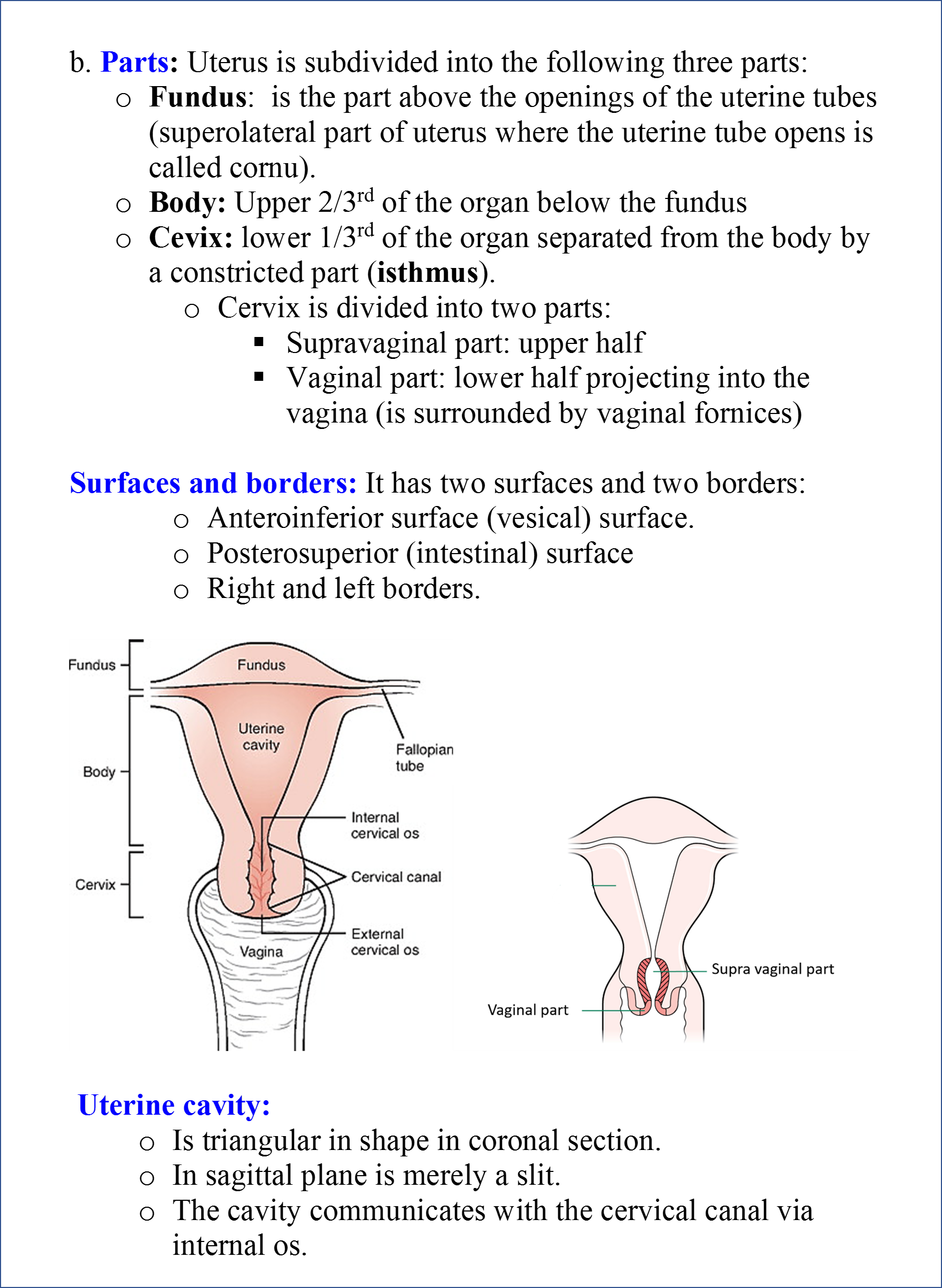 Uterus - Anatomy QA