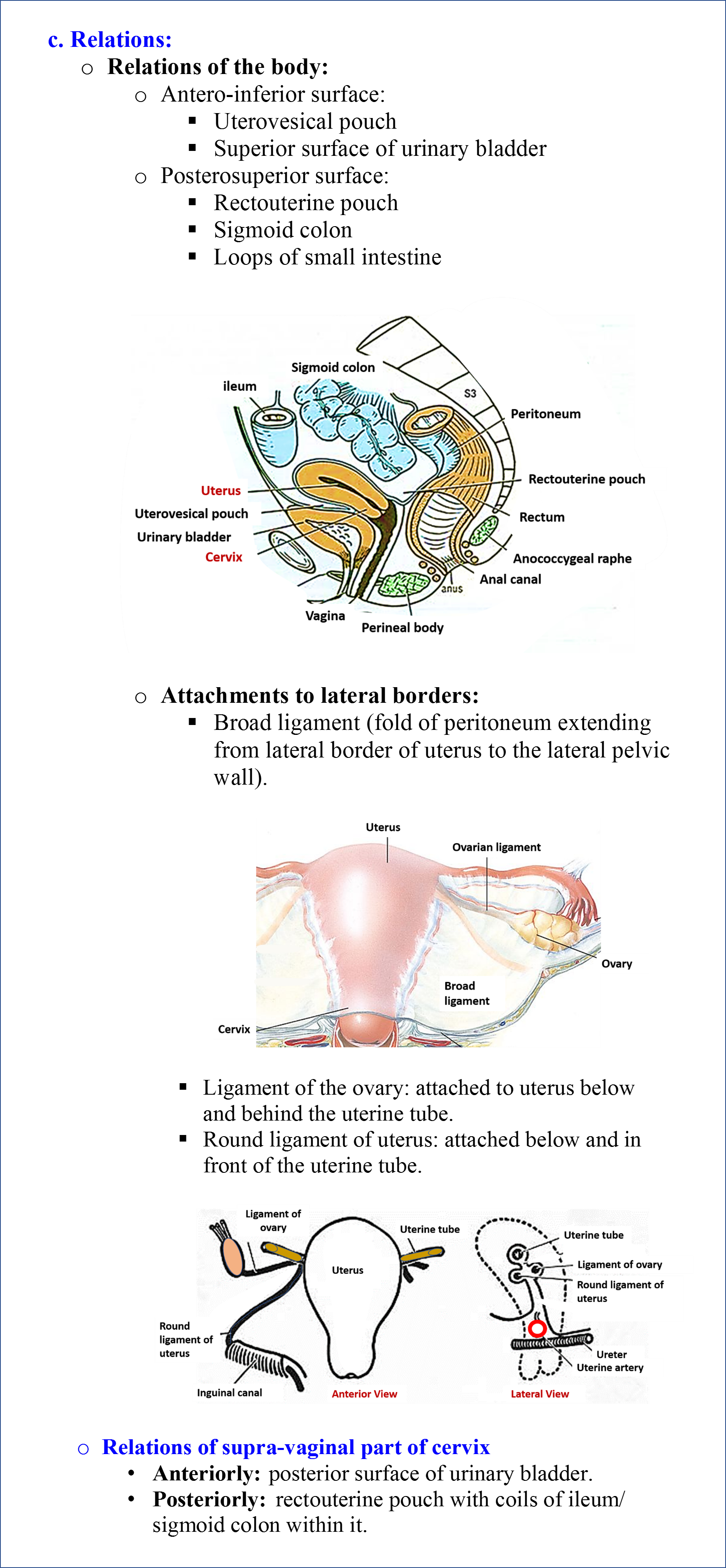 Uterus And Ovary Anatomy Model With Pathologies Uteru - vrogue.co