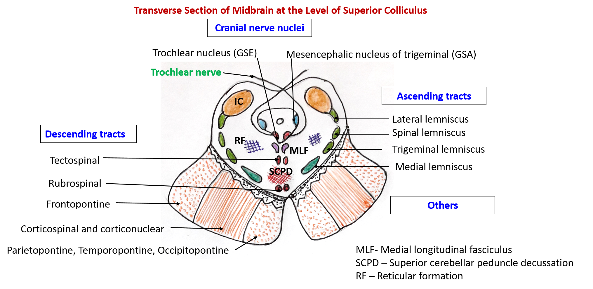 Picture4 - Anatomy QA