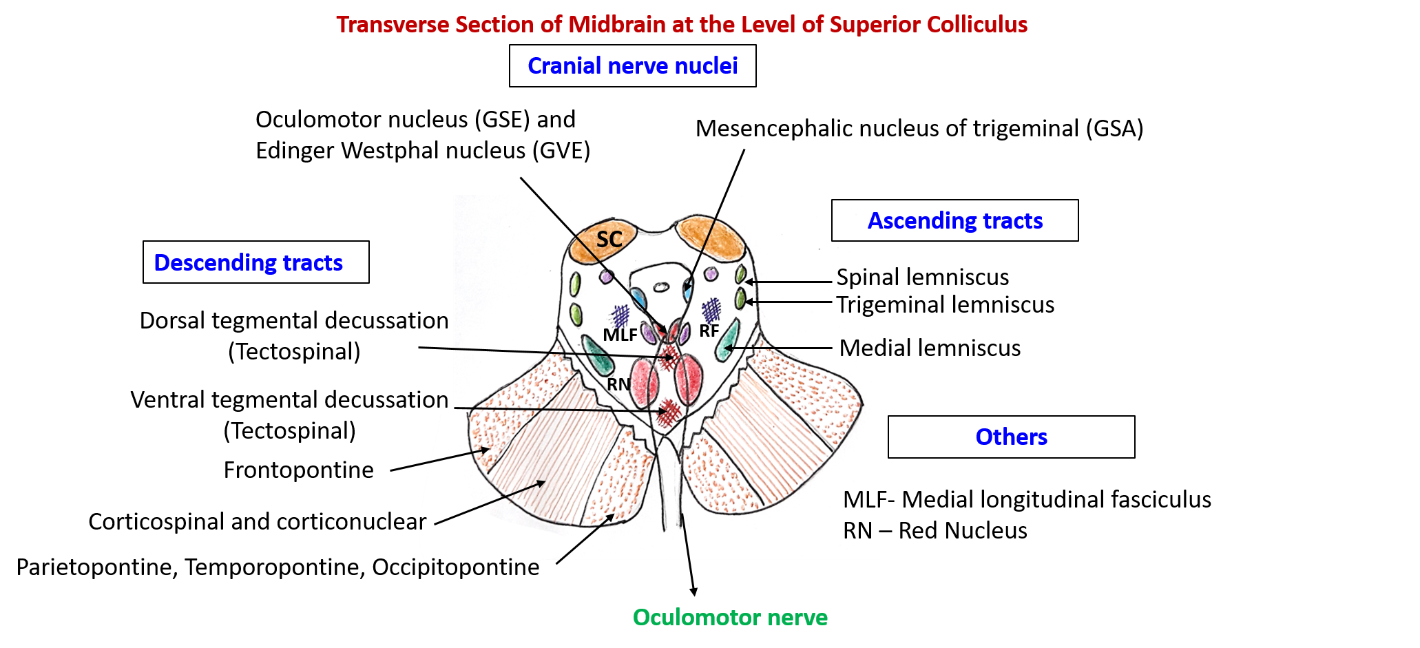 Picture6 - Anatomy QA