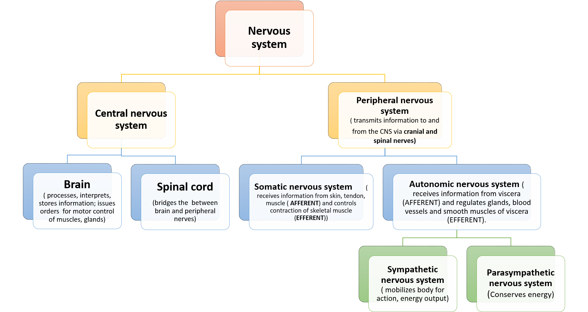 Nervous System - Anatomy QA