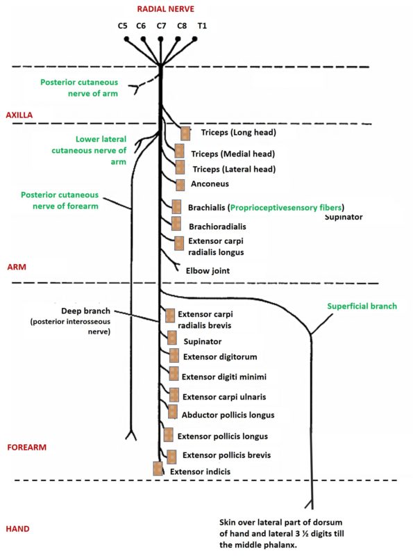 Radial Nerve - origin, root value, course, branches and structures ...