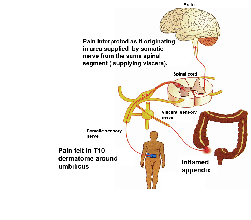 Nervous System - Anatomy QA