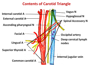 Contents of carotid triangle
