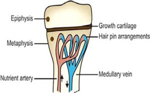 hair pin bend loops of metaphyseal arteries
