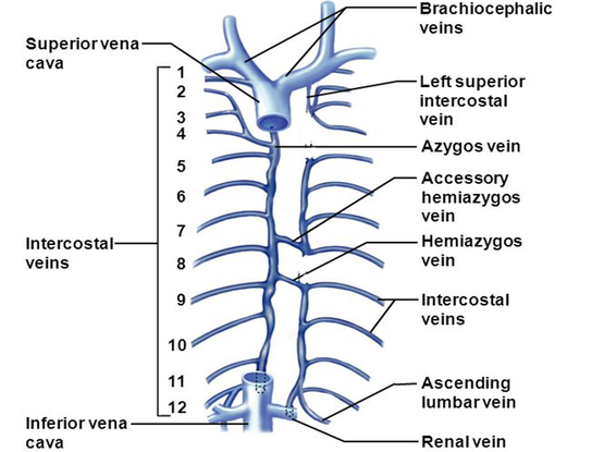 123 – Anatomy QA