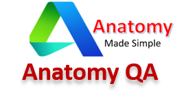 Anatomy QA